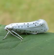 Attēlu rezultāti vaicājumam “Yponomeutidae”