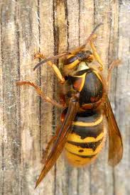 Attēlu rezultāti vaicājumam “Dolichovespula media”