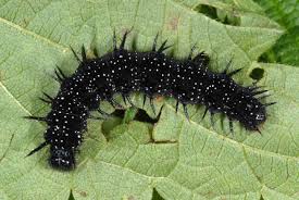 Attēlu rezultāti vaicājumam “Nymphalis xanthomelas larva”