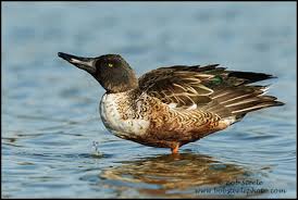 Attēlu rezultāti vaicājumam “Anas clypeata male”