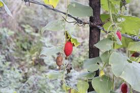 Attēlu rezultāti vaicājumam “Thladiantha dubia leaf”