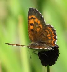 Attēlu rezultāti vaicājumam “Lycaeniinae”