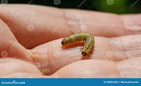 Attēlu rezultāti vaicājumam “Nematus ribesii”