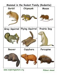 Attēlu rezultāti vaicājumam “Rodentia”