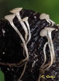 Attēlu rezultāti vaicājumam “Hymenoscyphus fructigenus”