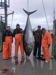 Image result for giant tuna