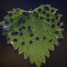 Attēlu rezultāti vaicājumam “Diderma hemisphaericum macro”