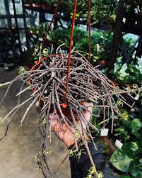 Attēlu rezultāti vaicājumam “Diachea muscorum stalked”