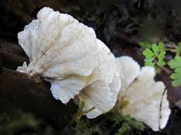 Attēlu rezultāti vaicājumam “Postia floriformis”