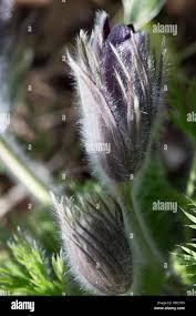 Attēlu rezultāti vaicājumam “Pulsatilla pratensis bud”