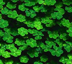 Attēlu rezultāti vaicājumam “Trifolium repens leaf”