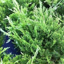 Attēlu rezultāti vaicājumam “Juniperus sabina”