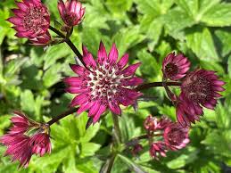 Attēlu rezultāti vaicājumam “Astrantia major fruit”