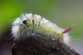 Attēlu rezultāti vaicājumam “Calliteara pudibunda larva”