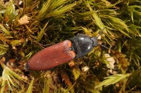 Attēlu rezultāti vaicājumam “Ampedus pomorum”