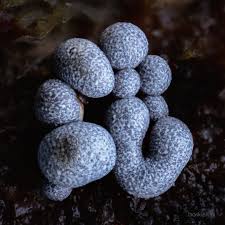 Attēlu rezultāti vaicājumam “Badhamia panicea sessile”