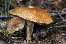 Attēlu rezultāti vaicājumam “Suillus bovinus”