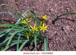 Attēlu rezultāti vaicājumam “Gagea pratensis flower”