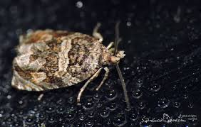 Attēlu rezultāti vaicājumam “Orthotaenia undulana”