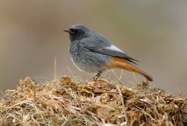 Attēlu rezultāti vaicājumam “Phoenicurus ochruros”