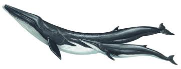 Image result for Balaenoptera physalus