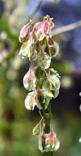 Attēlu rezultāti vaicājumam “Fallopia dumetorum”