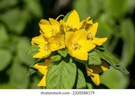 Attēlu rezultāti vaicājumam “Lysimachia punctata flower”