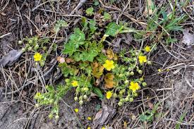 Attēlu rezultāti vaicājumam “Potentilla arenaria leaf”