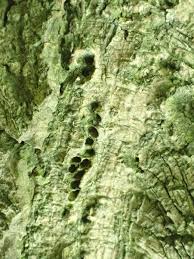 Attēlu rezultāti vaicājumam “Andricus quercuscorticis”