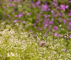 Attēlu rezultāti vaicājumam “Galium boreale fruit”