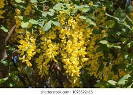 Attēlu rezultāti vaicājumam “Caragana arborescens flower”
