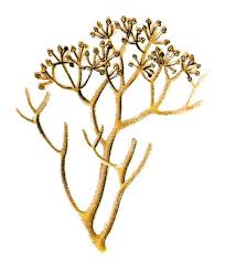 Attēlu rezultāti vaicājumam “Cladonia rangiferina”