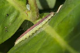 Attēlu rezultāti vaicājumam “Ypsolophidae”