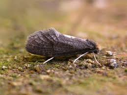 Attēlu rezultāti vaicājumam “Taleporia tubulosa”