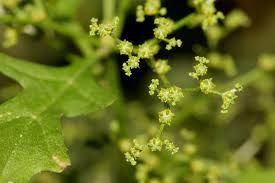 Attēlu rezultāti vaicājumam “Geocalyx graveolens”