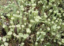 Attēlu rezultāti vaicājumam “Cladonia cornuta”