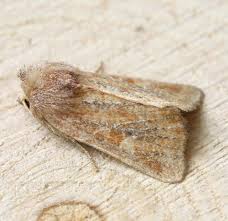 Attēlu rezultāti vaicājumam “Chortodes fluxa”