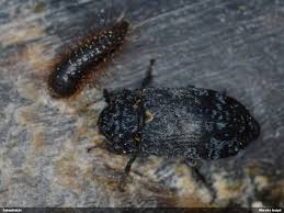 Attēlu rezultāti vaicājumam “Dermestes murinus”