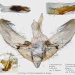 Attēlu rezultāti vaicājumam “Anania lancealis”