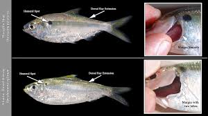 Image result for Dorosoma cepedianum