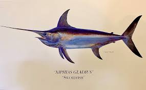 Image result for Xiphias gladius