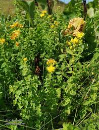 Attēlu rezultāti vaicājumam “Hypericum maculatum”