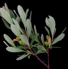 Attēlu rezultāti vaicājumam “Myrica gale”