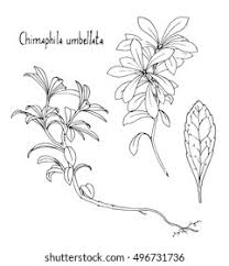 Attēlu rezultāti vaicājumam “Chimaphila umbellata leaf”