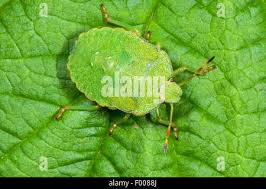 Attēlu rezultāti vaicājumam “Palomena prasina nymph”