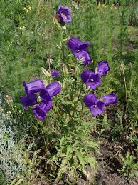 Image result for Marienglockenblumen