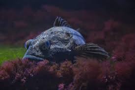 Image result for Myoxocephalus scorpius