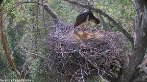 Attēlu rezultāti vaicājumam “Ciconia nigra nest”