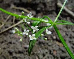 Attēlu rezultāti vaicājumam “Galium elongatum leaf”