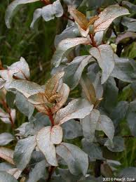 Attēlu rezultāti vaicājumam “Elaeagnus commutata”